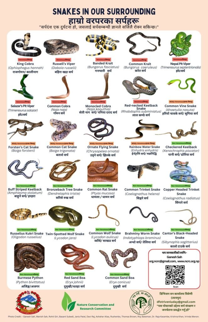 Snakes In Our Surroundings