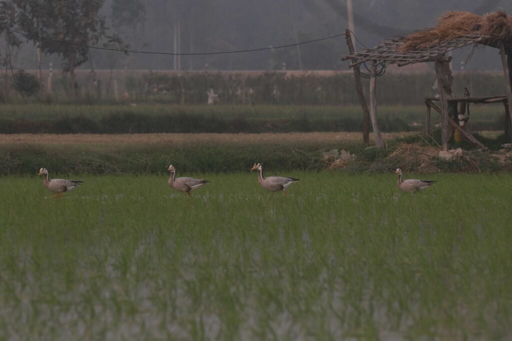 Birds of Janakpur